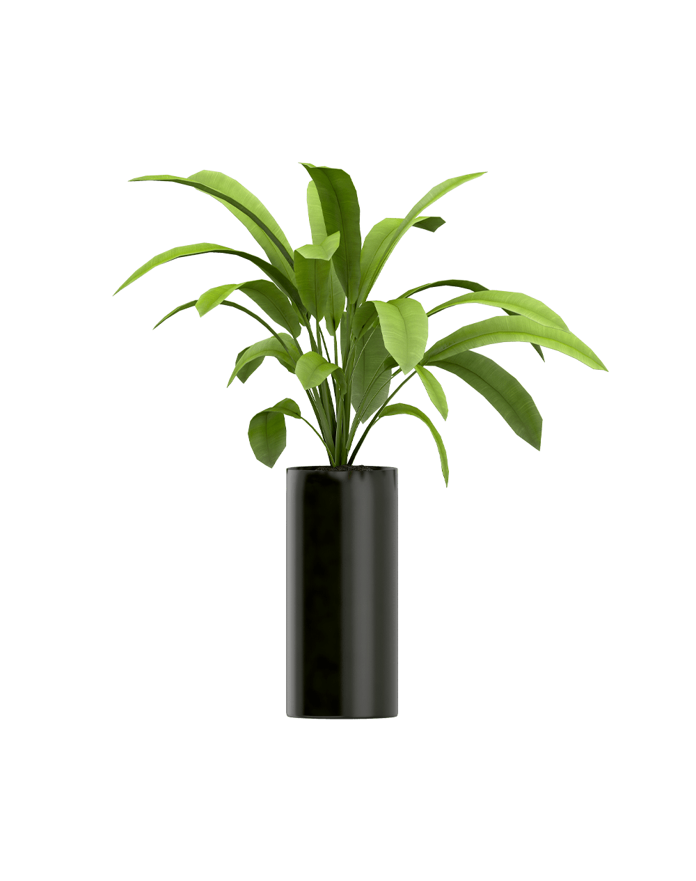 Plant seeds